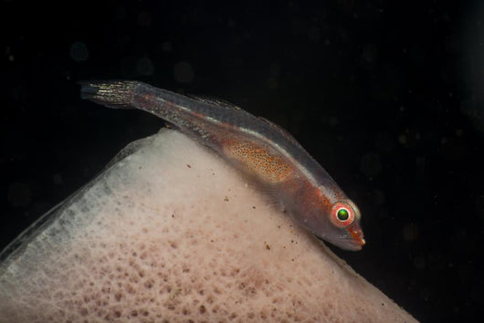 Red and Transparent Goby Wall Decal