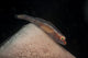 Red and Transparent Goby Wall Decal