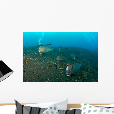 Several Bumphead Parrotfish Swimming with Diver Wall Decal shown on a wall