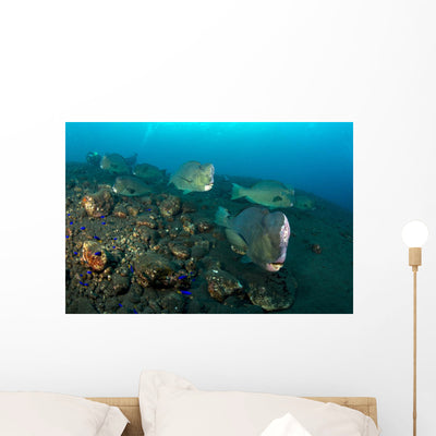 Several Bumphead Parrotfish Swimming Rocks Wall Decal shown on a wall