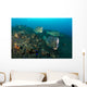 Several Bumphead Parrotfish Swimming Rocks Wall Decal