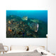 Several Bumphead Parrotfish Swimming Rocks Wall Decal