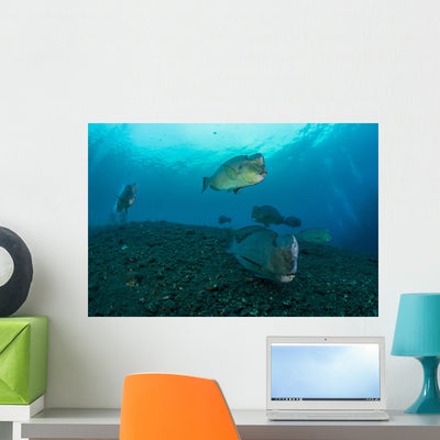 Several Bumphead Parrotfish Swimming Light Wall Decal shown on a wall