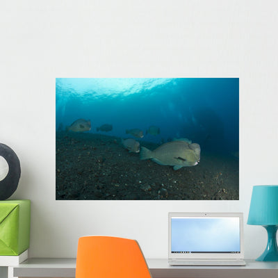 Several Bumphead Parrotfish Swimming Right Side Wall Decal shown on a wall