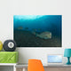 Several Bumphead Parrotfish Swimming Right Side Wall Decal