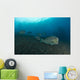 Several Bumphead Parrotfish Swimming Right Side Wall Decal
