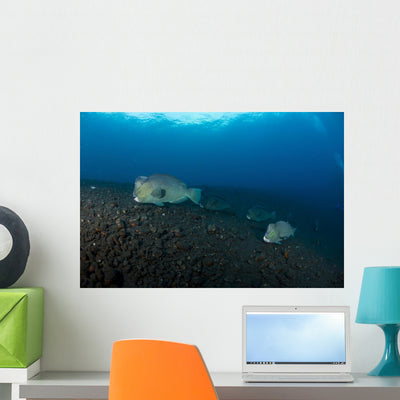 Several Bumphead Parrotfish Swimming Ocean Floor Wall Decal shown on a wall