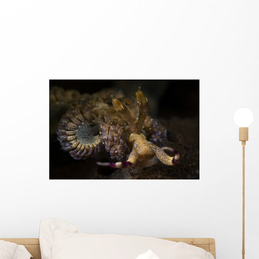 Headshot Large Flabellina Nudibranch Wall Decal