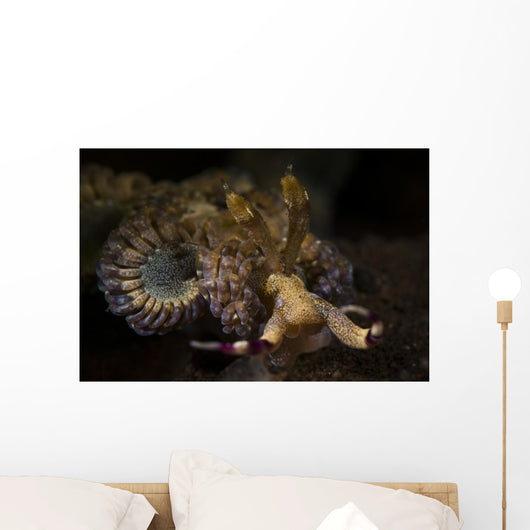 Headshot Large Flabellina Nudibranch Wall Decal