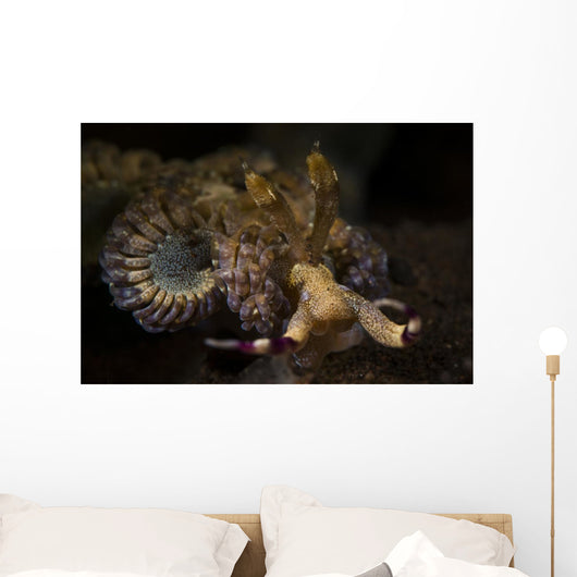 Headshot Large Flabellina Nudibranch Wall Decal
