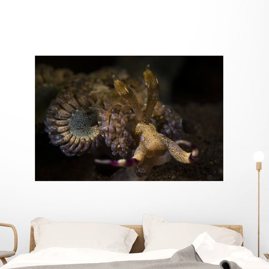 Headshot Large Flabellina Nudibranch Wall Decal