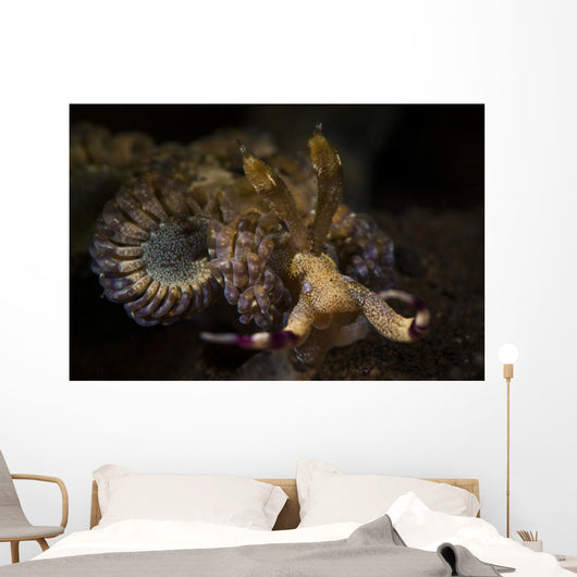 Headshot Large Flabellina Nudibranch Wall Decal