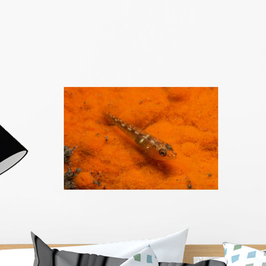 Red and Transparent Goby Ocean Floor Wall Decal