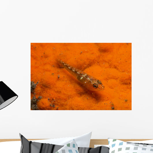 Red and Transparent Goby Ocean Floor Wall Decal