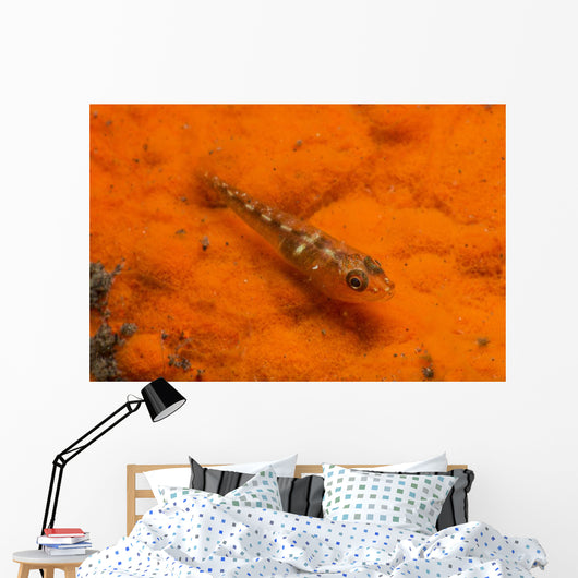 Red and Transparent Goby Ocean Floor Wall Decal