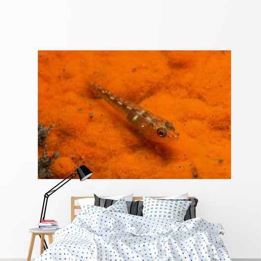 Red and Transparent Goby Ocean Floor Wall Decal