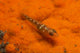 Red and Transparent Goby Ocean Floor Wall Decal