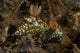 Pair Mating Yellow Spotted Wall Decal