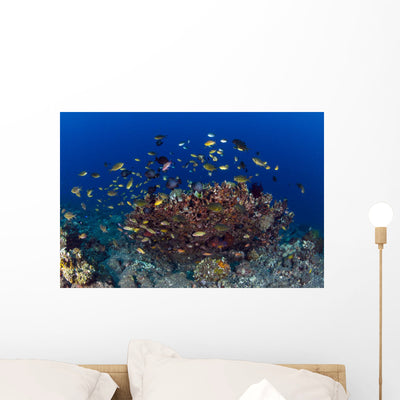 School Green Chromis Fish Wall Decal shown on a wall