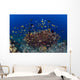 School Green Chromis Fish Wall Decal
