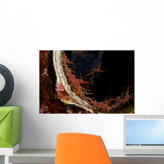 Several Hingebeak Shrimps Hiding Wall Decal