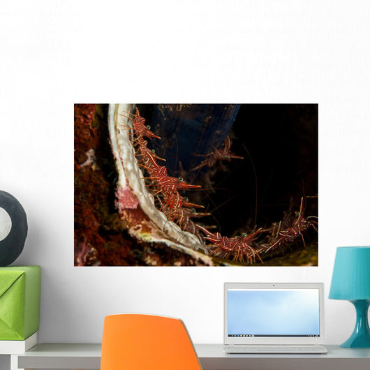 Several Hingebeak Shrimps Hiding Wall Decal