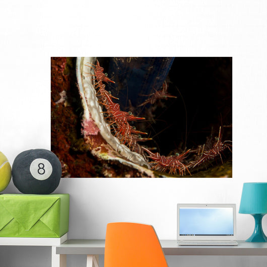 Several Hingebeak Shrimps Hiding Wall Decal