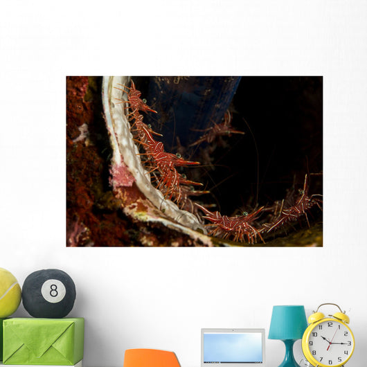 Several Hingebeak Shrimps Hiding Wall Decal