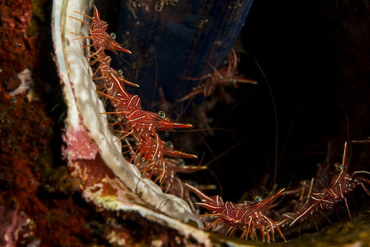 Several Hingebeak Shrimps Hiding Wall Decal