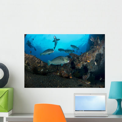 Several Bumphead Parrotfish Swimming Wall Decal shown on a wall