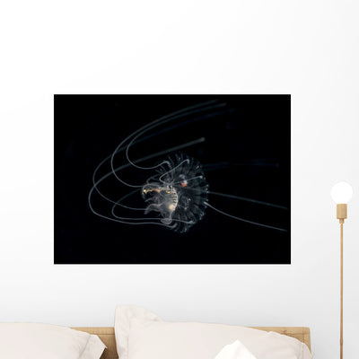 Translucent Jellyfish on Black Background - Peel and Stick Wall Decal shown on a wall