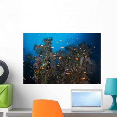 Schools Red Anthias over Wall Decal shown on a wall
