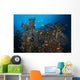 Schools Red Anthias over Wall Decal