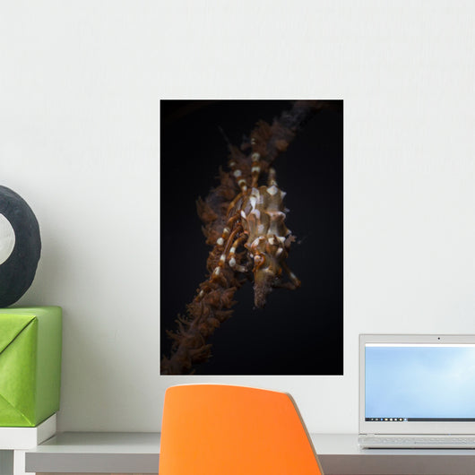 Orange and White Xeno Wall Decal