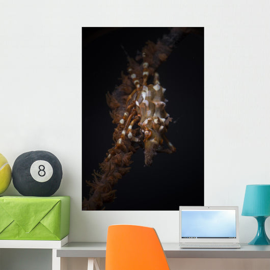 Orange and White Xeno Wall Decal