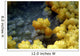 Dallol Geothermal Area Danakil Wall Decal Design 3
