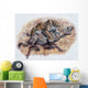 Smilodon Dirk Sabertooth Wall Decal