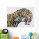 Close-up Headshot Megantereon Pliocene Wall Decal