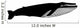Whale Water Animals Silhouette Wall Decal