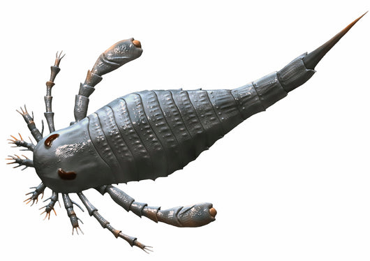 Eurypterus Tetragonophthalmus Silurian Europe Wall Decal