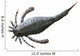 Eurypterus Tetragonophthalmus Silurian Europe Wall Decal