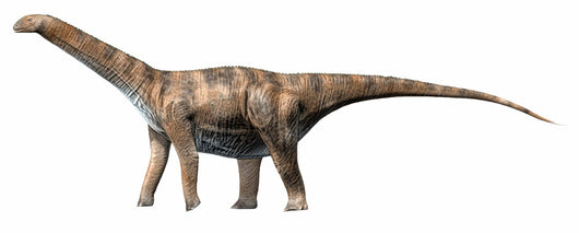 Cetiosaurus Oxoniensis Middle Jurassic Wall Decal