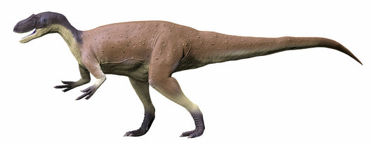 Megalosaurus Bucklandii Middle Jurassic Wall Decal