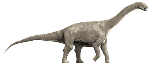 Jobaria Tiguidensis Middle Jurassic Wall Decal