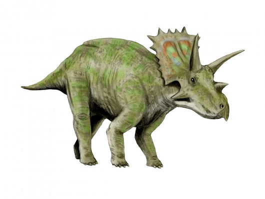 Anchiceratops Dinosaur Wall Decal