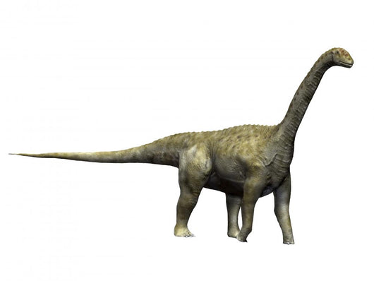 Camarasaurus Dinosaur Wall Decal