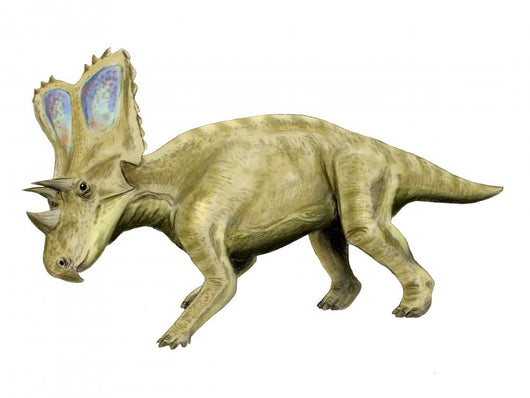 Chasmosaurus Dinosaur Wall Decal