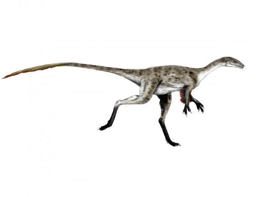 Coelurus Dinosaur Wall Decal