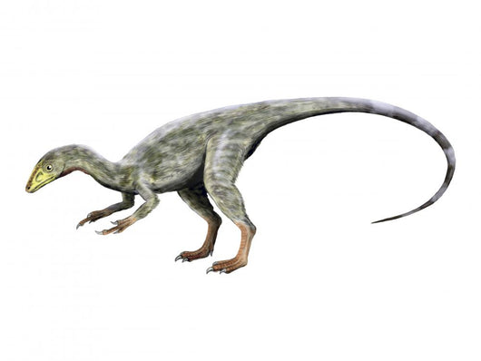 Compsognathus Dinosaur Wall Decal