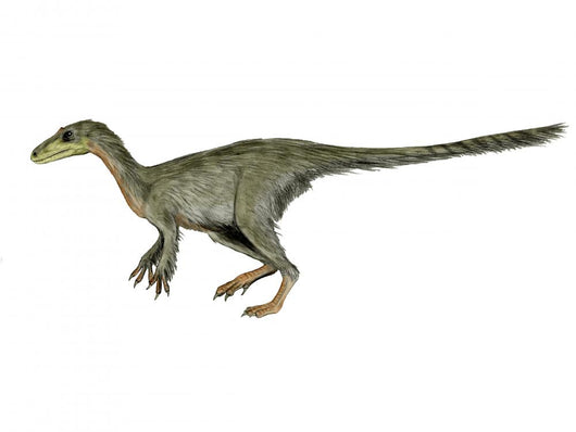 Dilong Paradoxus Dinosaur Wall Decal